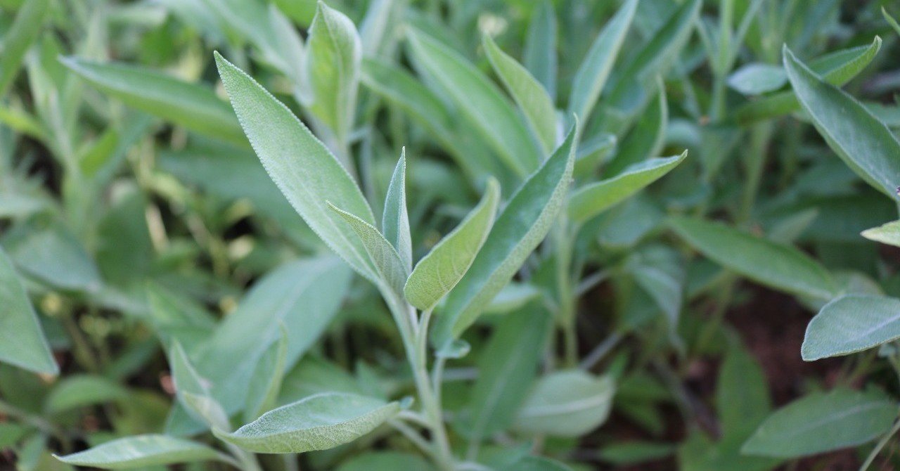 セージのエピソード 丸山みき 薬膳ハーバリスト Note