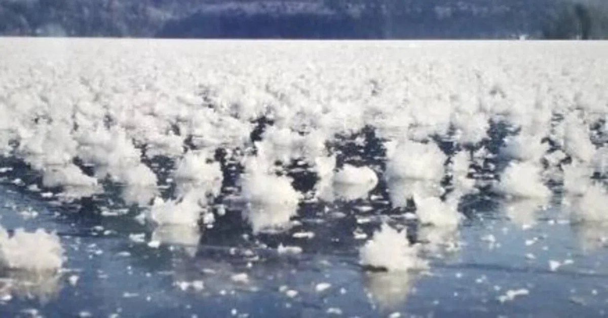 365日色の話 神秘的な氷の花のニュース！雪の結晶には友の
