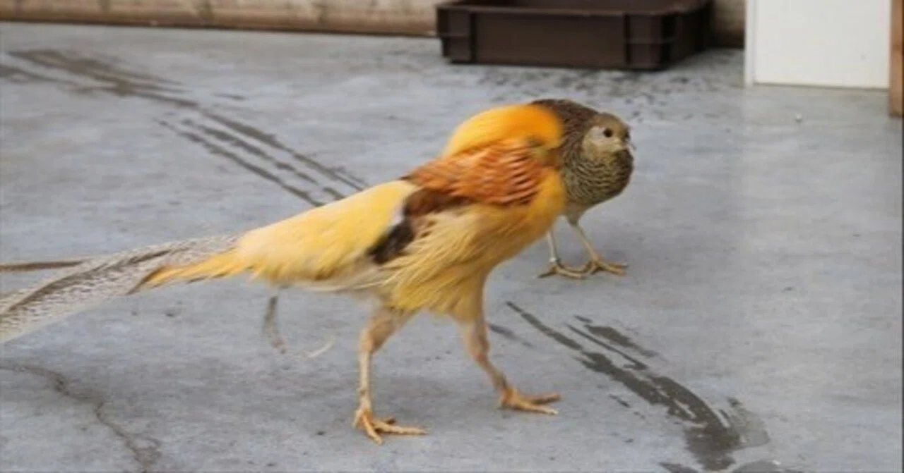 掛川花鳥園スタッフのゆるゆる自由研究 【諦めない男】｜ブンイチ（文