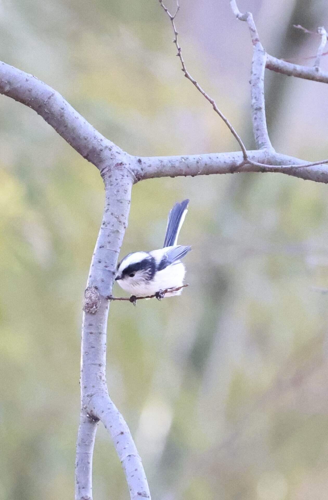 今日の野鳥 20250116｜Kako S