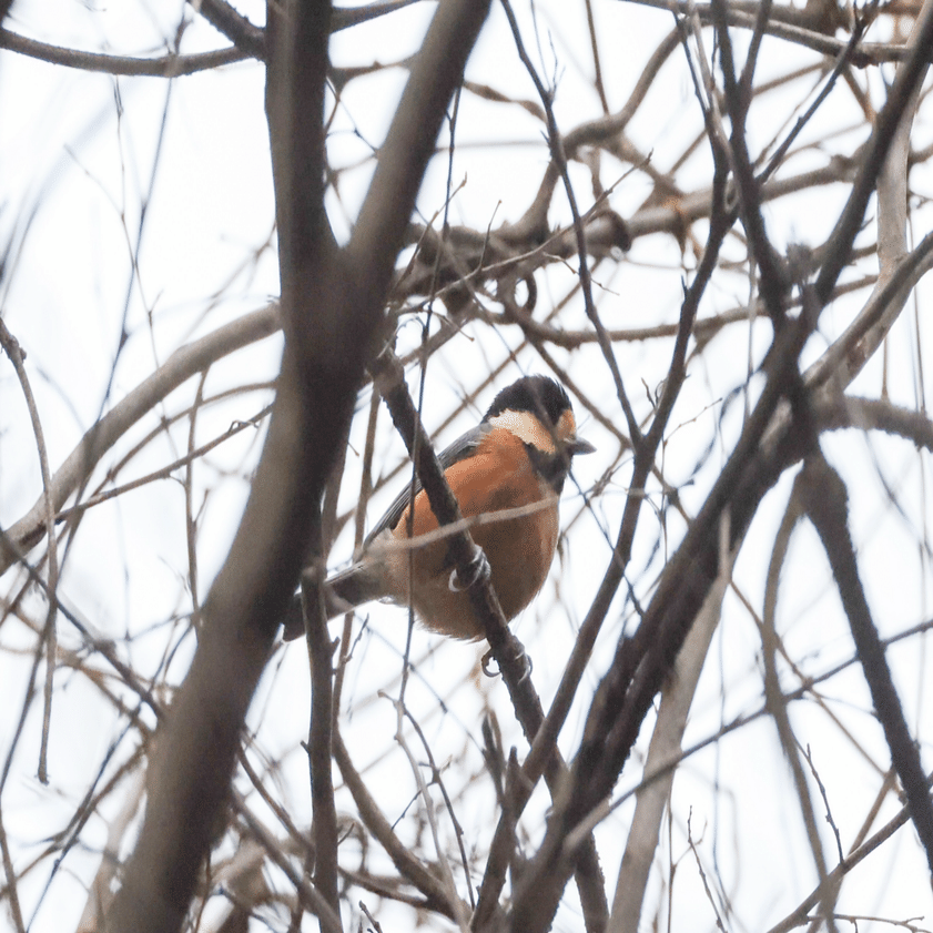 今日の野鳥 20250116｜Kako S