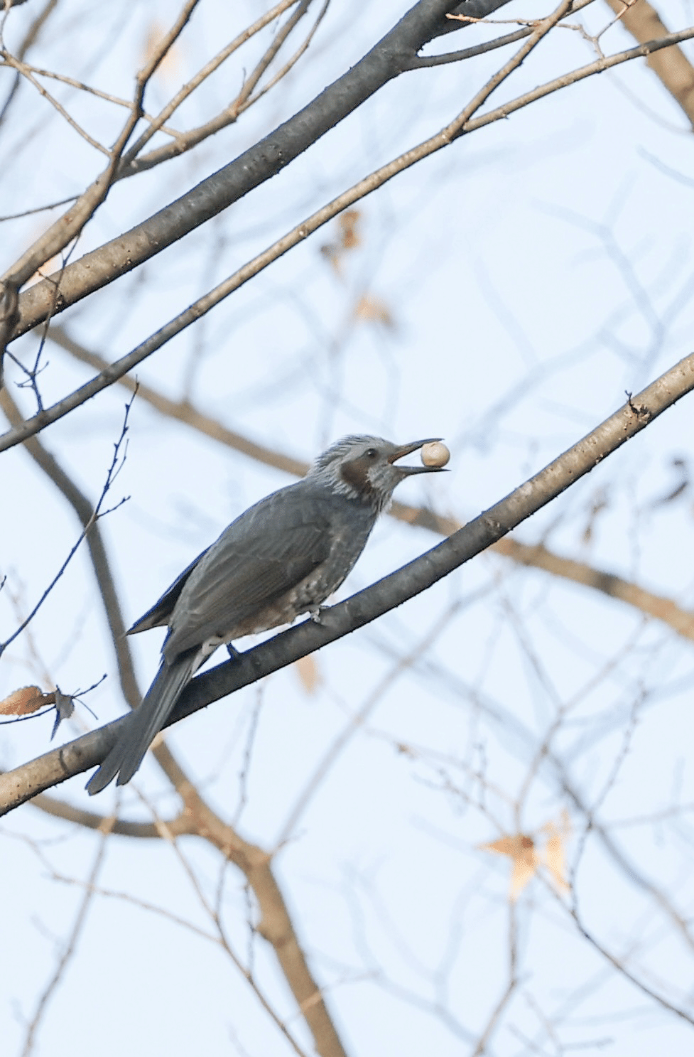 今日の野鳥 20250116｜Kako S