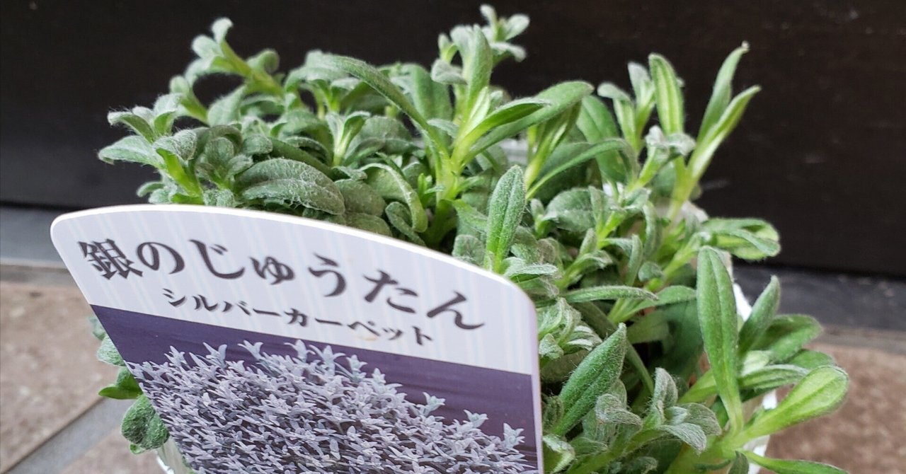セラスチューム(苗) （セラスチューム(苗) （セラスチュームの