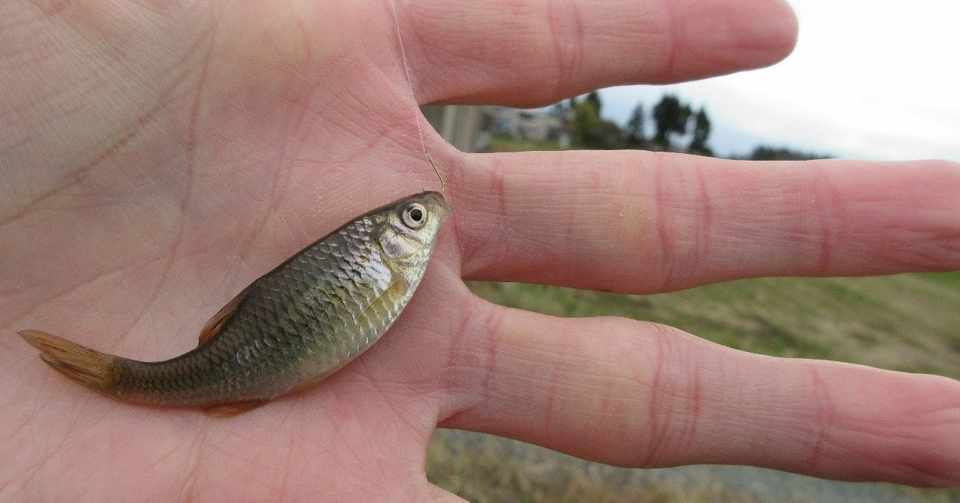 冬の風物詩 タナゴ釣り おいかわ３ Note