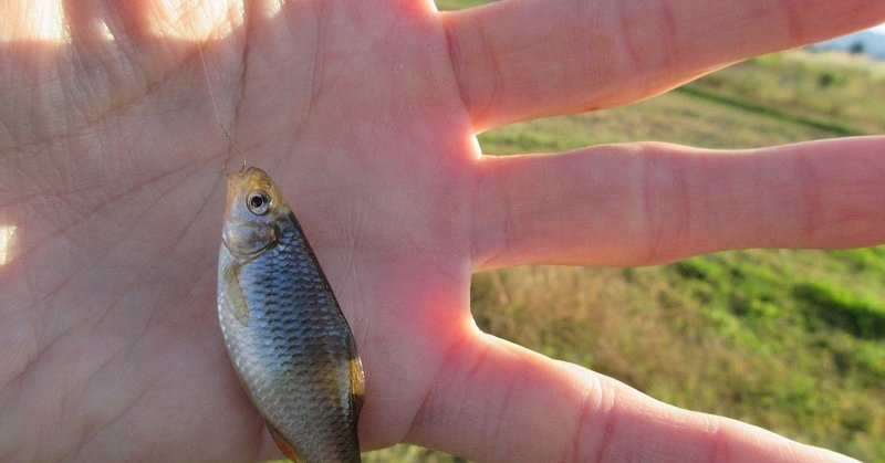 タナゴの種類を 見分けるのは難しい おいかわ３ note