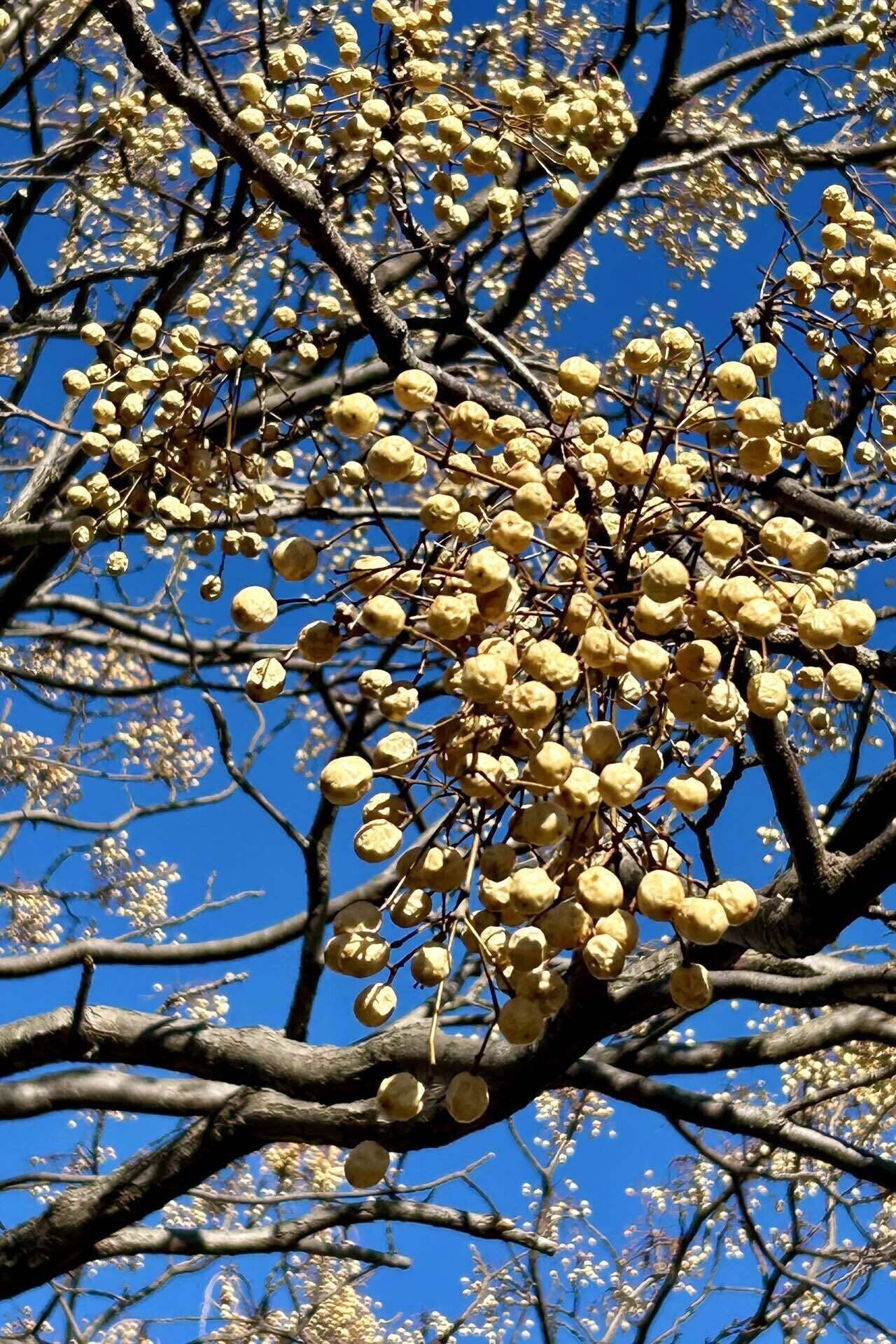 張昆　｢黄花」油彩4号真作最終値下げ直筆サイン3有り中古状態良好 張昆 ｢黄花」油彩4号真作最終値下げ直筆サイン3有り中古状態良好