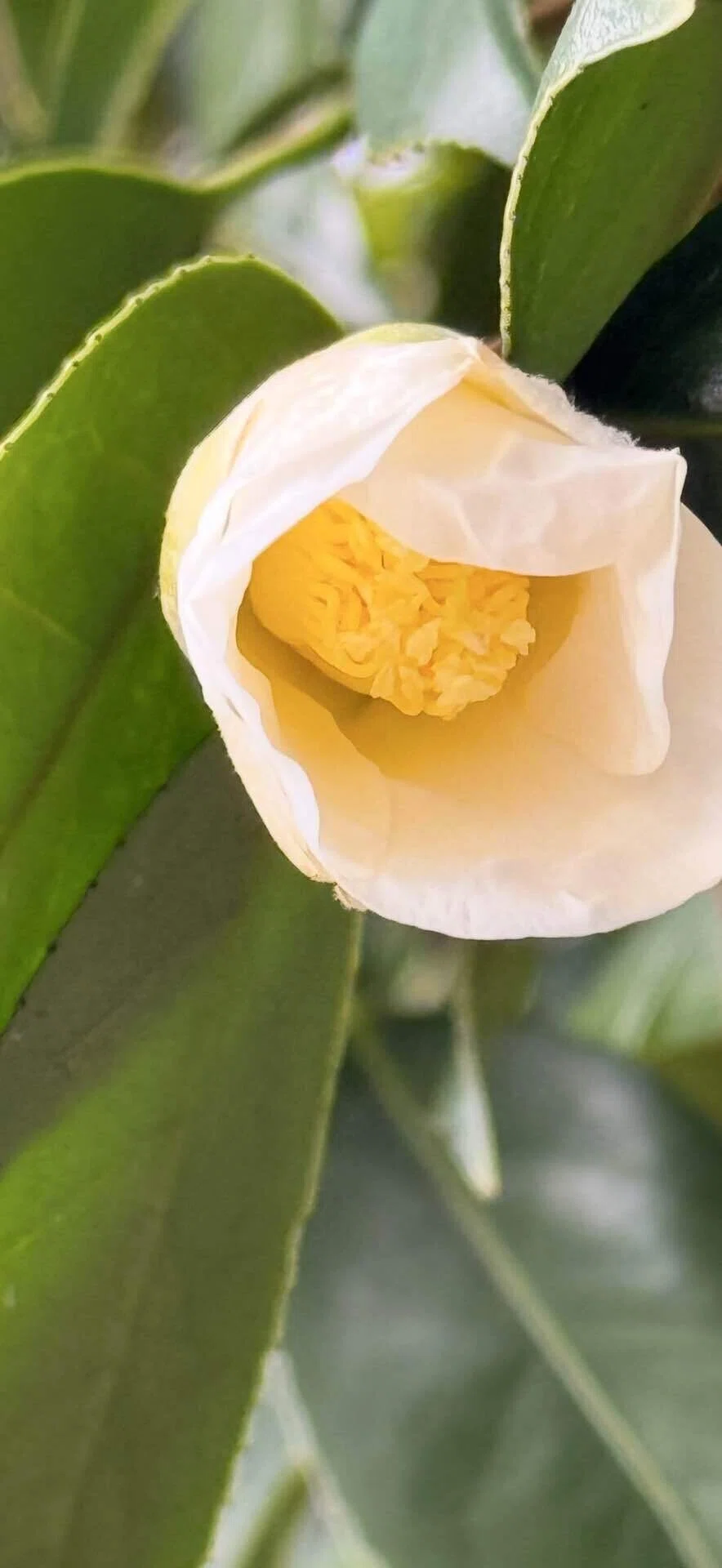 白侘助 質素で静かな侘び寂びの花|EGGSEED