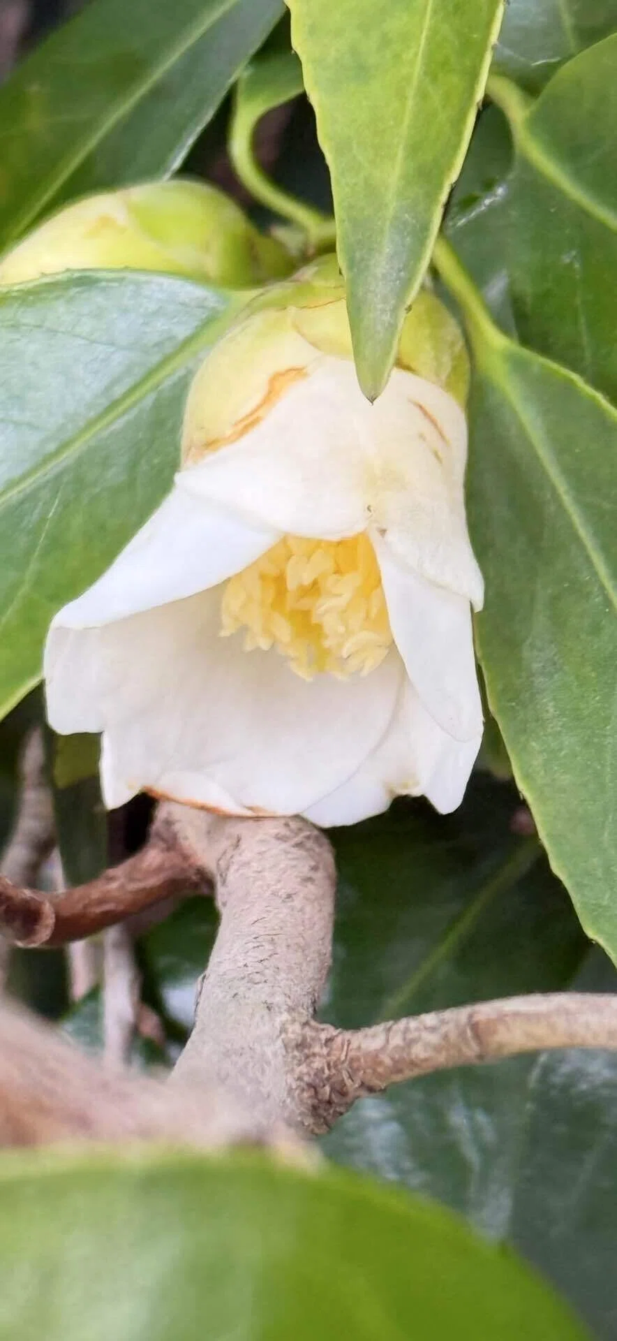 白侘助 質素で静かな侘び寂びの花|EGGSEED