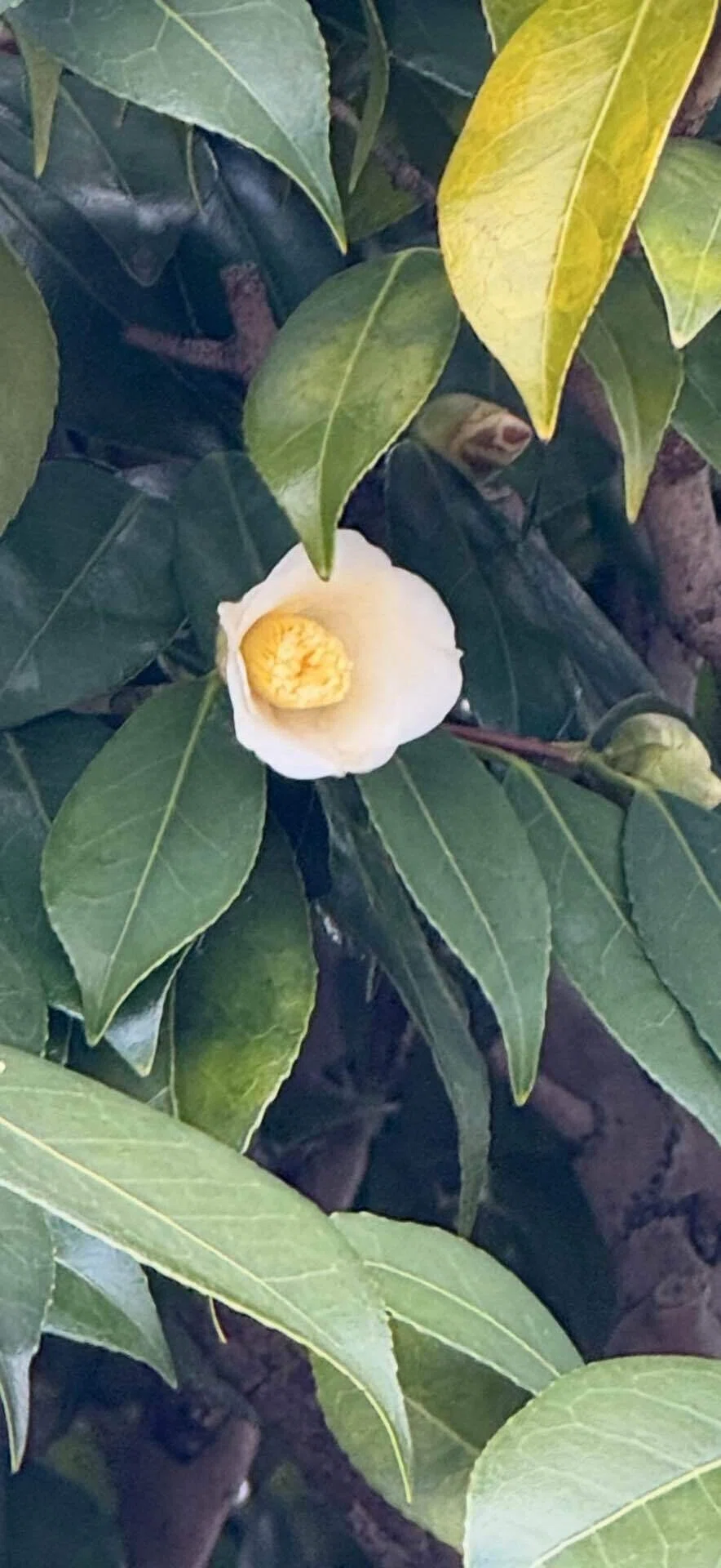 白侘助 質素で静かな侘び寂びの花｜EGGSEED