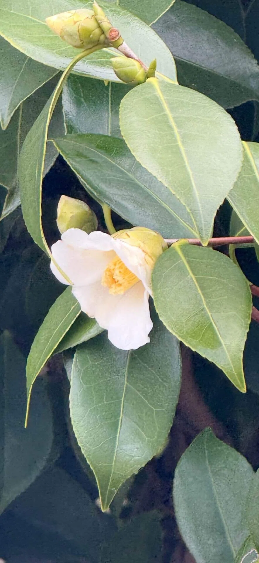 白侘助 質素で静かな侘び寂びの花|EGGSEED