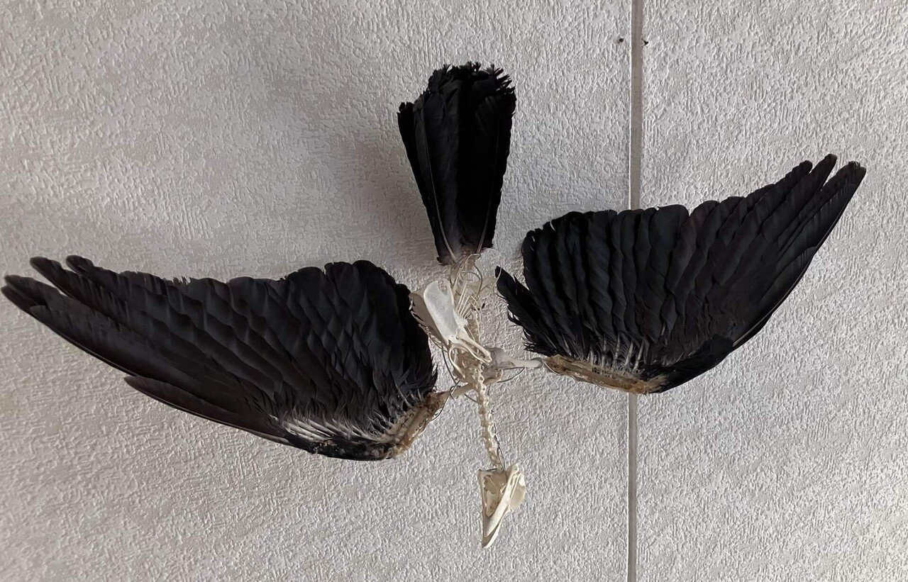 鳥展（at home）〜カラスの濡羽〜｜齋藤悠紀