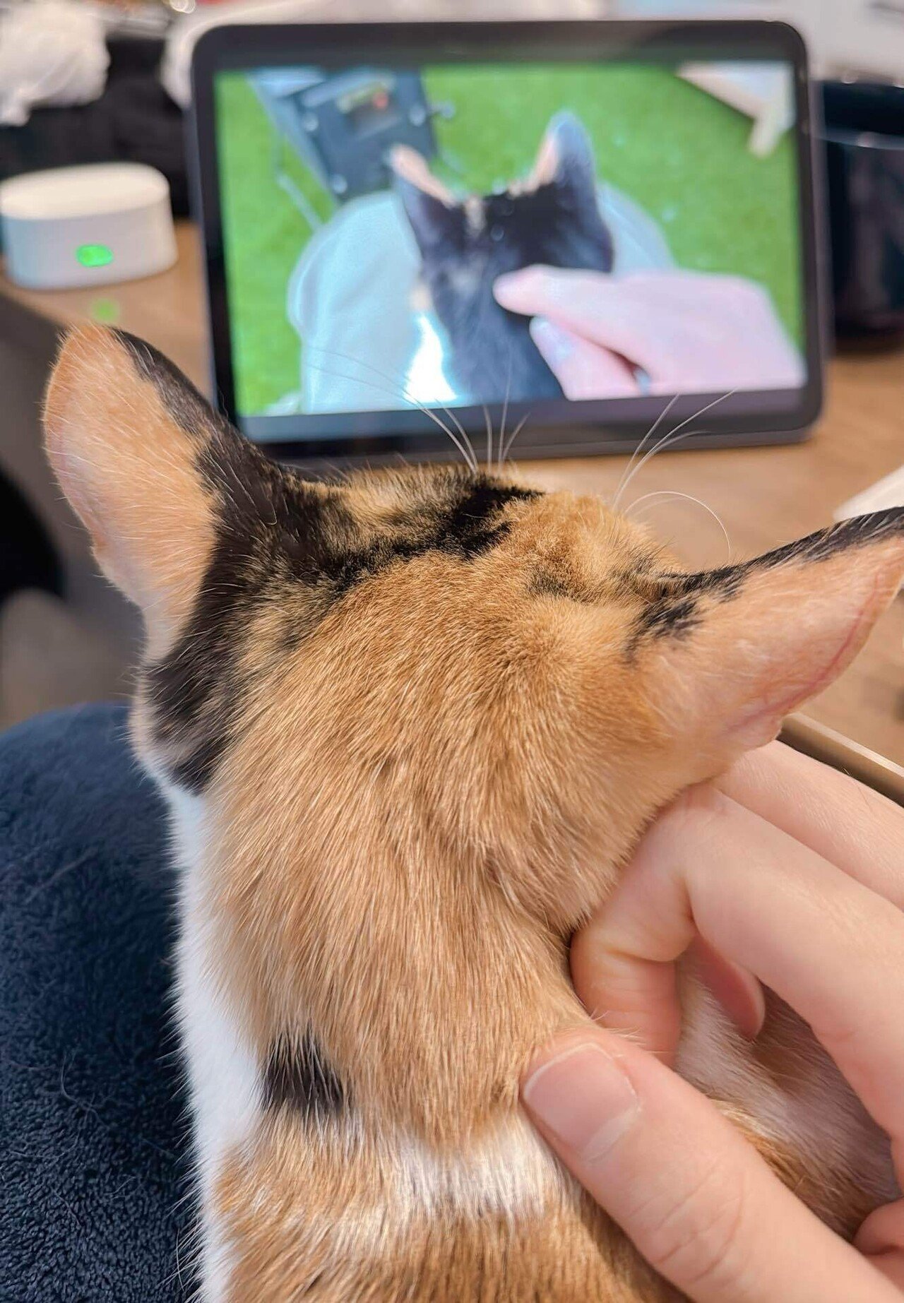 ステップのサイズ/ねむる仕事」2025/01/16(木)｜ぼんちゃん