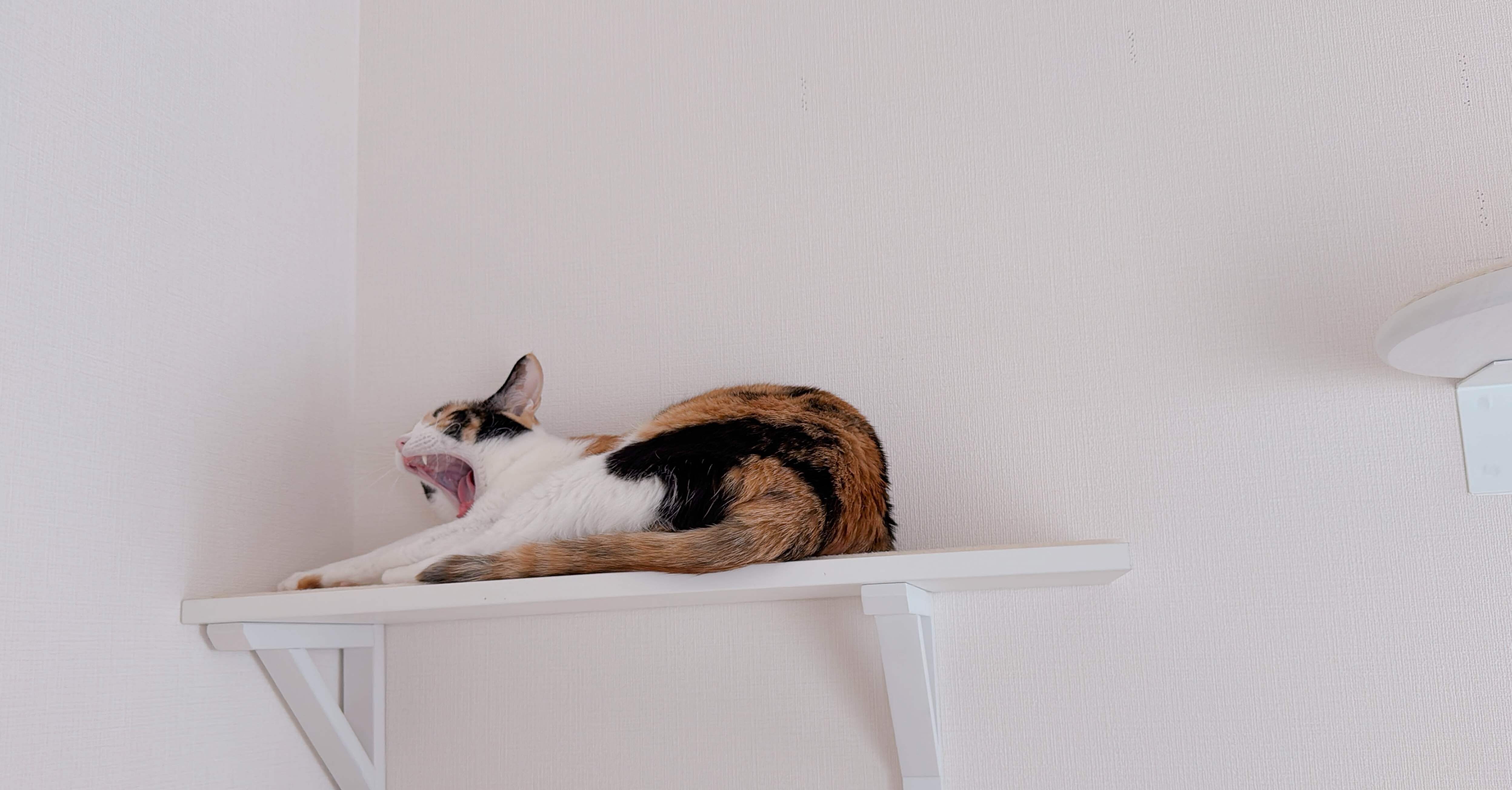 ステップのサイズ/ねむる仕事」2025/01/16(木)｜ぼんちゃん