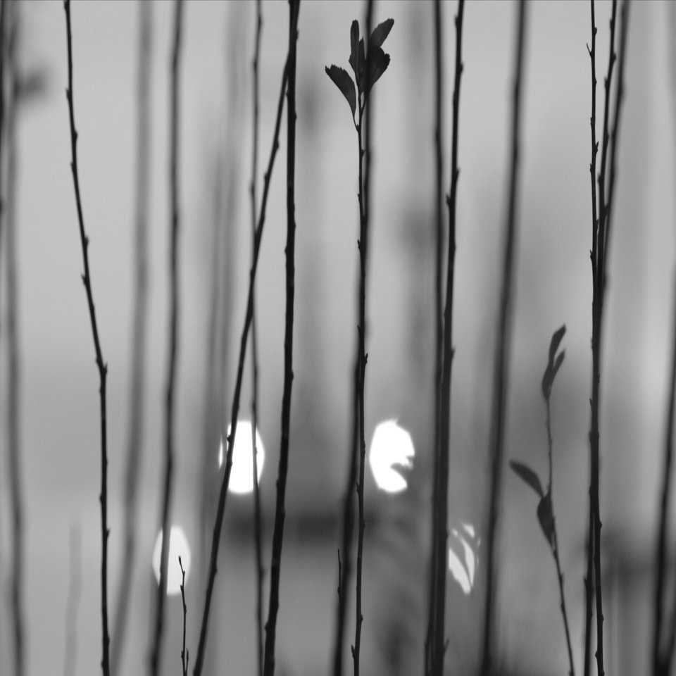 3211682 お薦め極上美品 Super-Takumar F2.8/105mmレンズ沼あれこれ