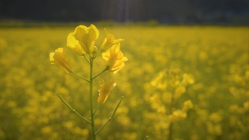 三股の野に咲く 菜の花 おおの たつや Note 三股の野に咲く 菜の花 おおの たつや Note