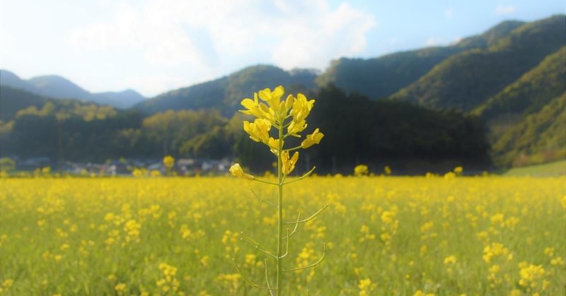 三股の野に咲く 菜の花 おおの たつや Note 三股の野に咲く 菜の花 おおの たつや Note