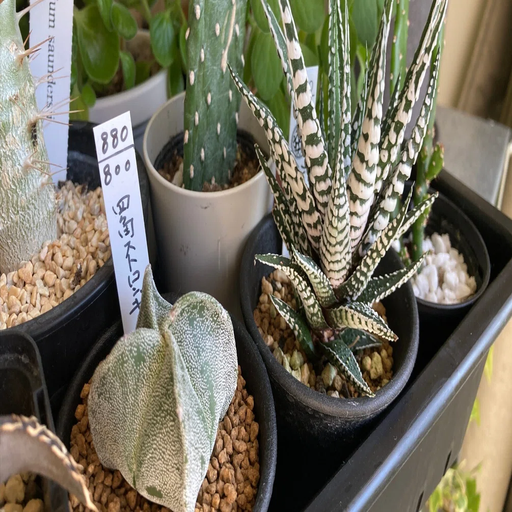 Winter 2022 | Stepping into the World of Pachypodium and Agave