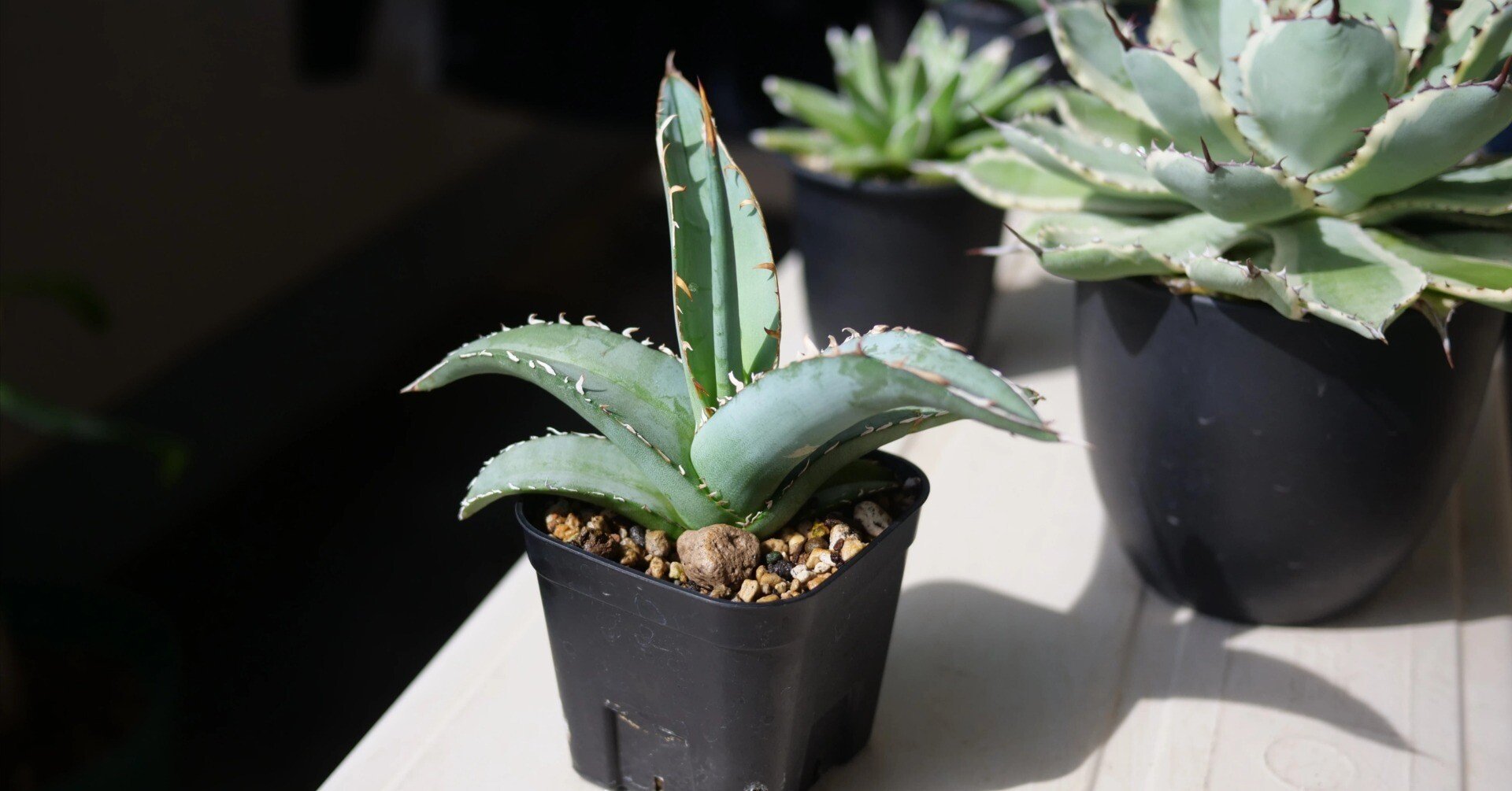 4c569232d84f4ae69efeebfa9e06d5