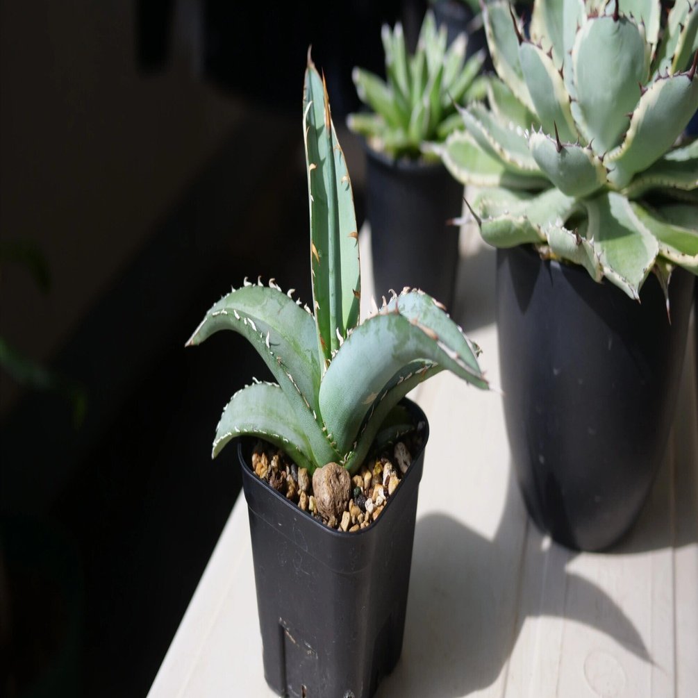 パキポディウム カクチペスとアガベ ピーコッキーの2年の成長記｜ワタナベ