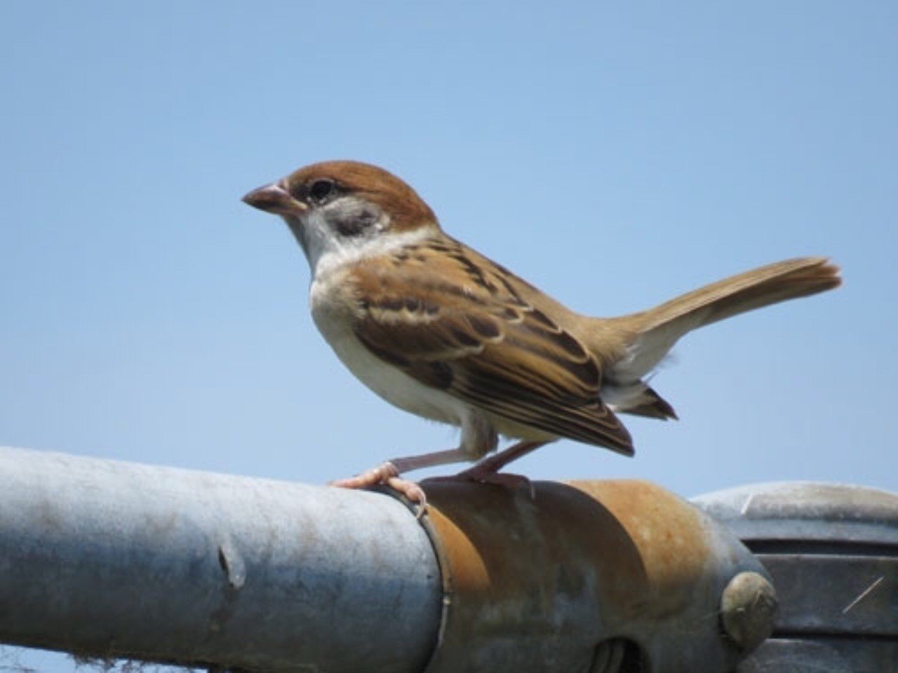 第718回 スズメの社会学(14回目)｜翆野 大地