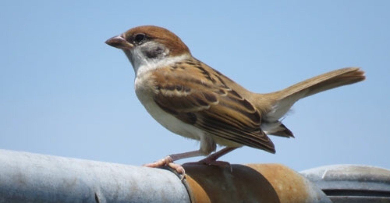 スズメ 第718回 スズメの社会学(14回目)｜翆野 大地