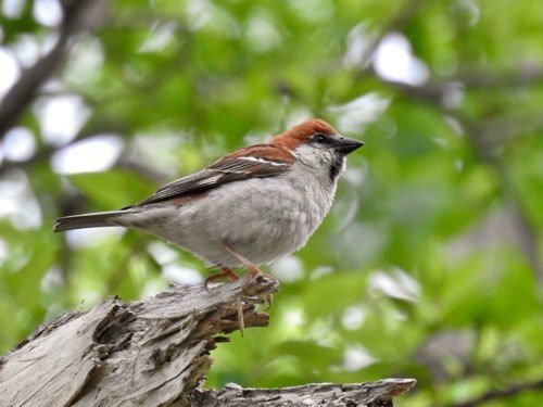 スズメ にっぽんのスズメ - 株式会社カンゼン