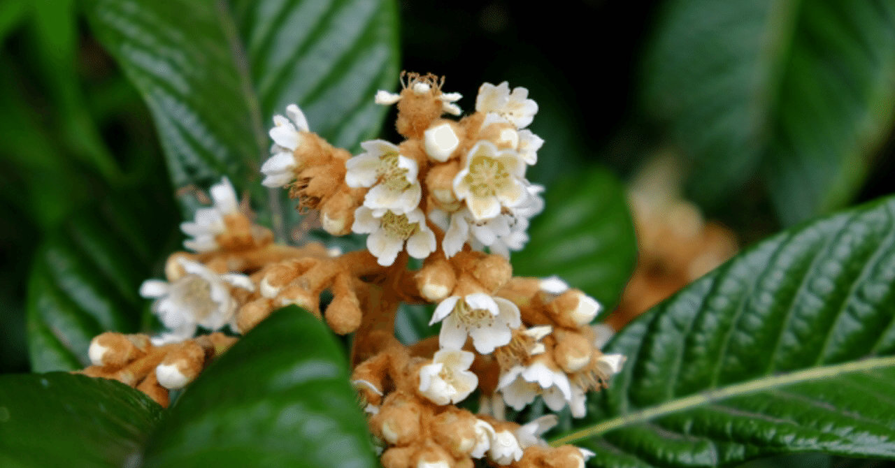 びわの花の匂い クッキー 自然で感性を高めよう Note びわの花の匂い クッキー 自然で感性を高めよう Note