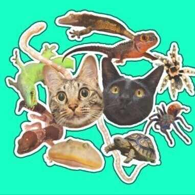 井上アフターバーナー