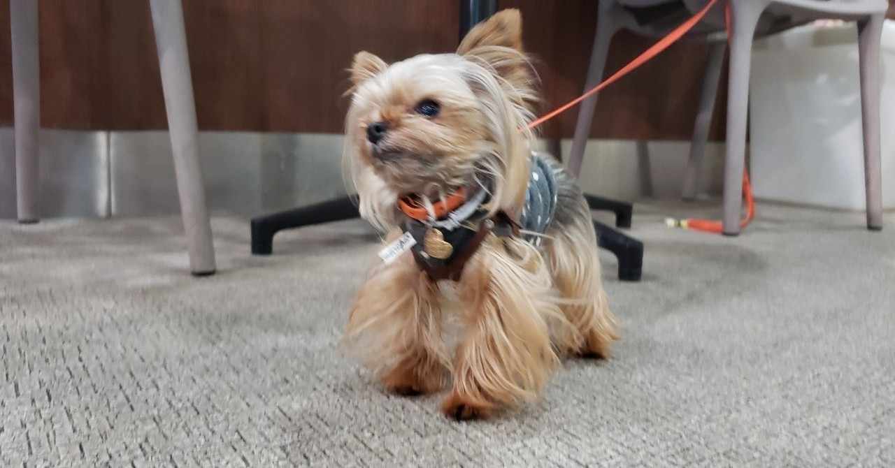 犬と子供だけの散歩は危険 の新着タグ記事一覧 Note つくる つながる とどける