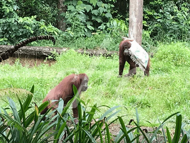 マレーシアのコタキナバルから行ける動物園 Lok Kawi Wild Life Park Che Note