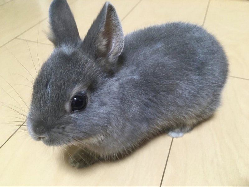 あなたはいくつ知っている うさんぽ へやんぽ うさけつようび いい部屋ペット いい部屋ネット 公式 Note