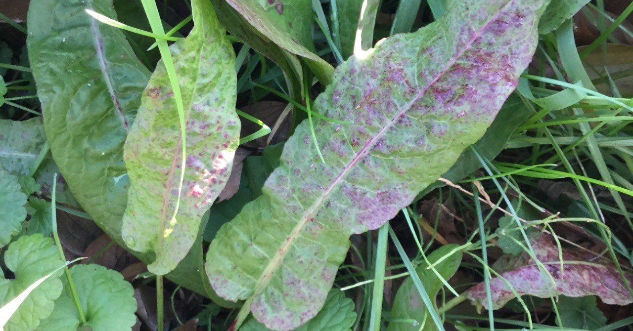 野草食日記 161 スイバとギシギシの見分け方 なな艸 Note