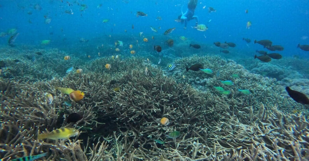 Solo Trip to Bali in the Rainy Season Part 2: Hellish Snorkeling and ...