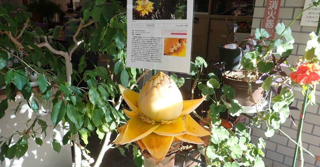 【２本セット】★チュウキンレン★苗　特大サイズ　地湧金蓮 チュウキンレン苗 植木鉢ごと 現品】地湧金蓮 チュウキンレン