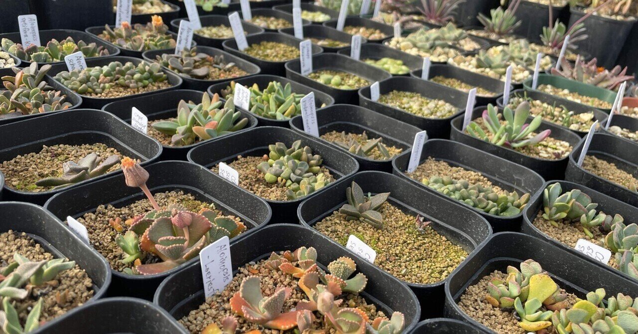 私が愛するヘンテコな植物たち|ミウラタカオ|植物画&園芸家 私が愛するヘンテコな植物たち|ミウラタカオ|植物画&園芸家