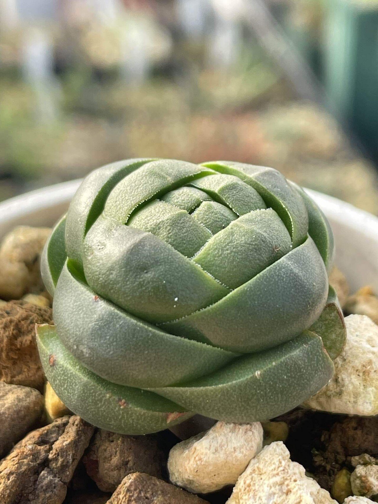 私が愛するヘンテコな植物たち｜ミウラタカオ｜植物画＆園芸家
