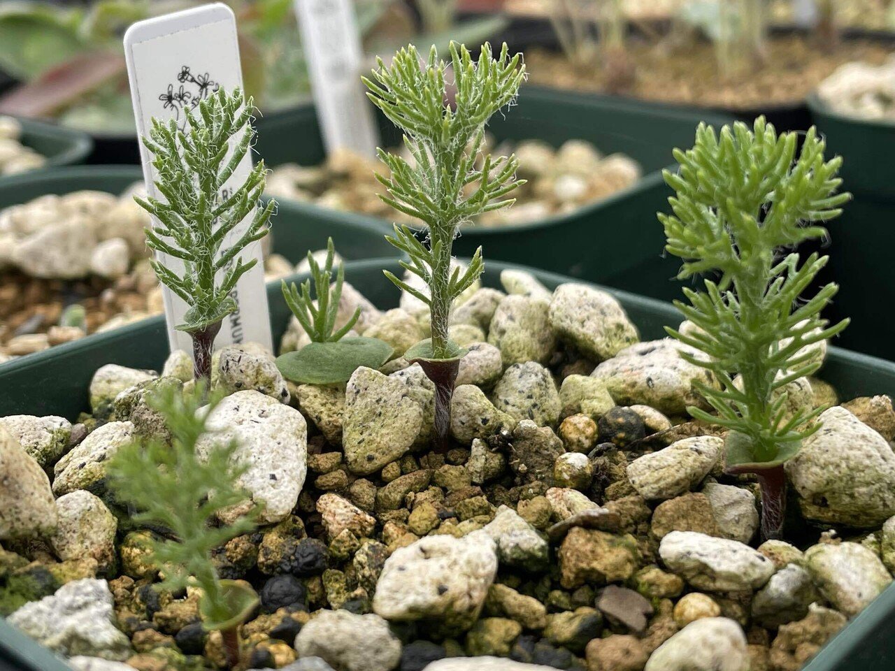 私が愛するヘンテコな植物たち|ミウラタカオ|植物画&園芸家 私が愛するヘンテコな植物たち|ミウラタカオ|植物画&園芸家