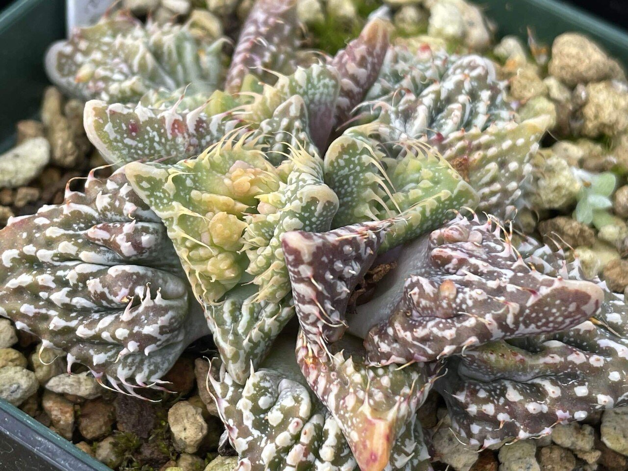 私が愛するヘンテコな植物たち｜ミウラタカオ｜植物画＆園芸家