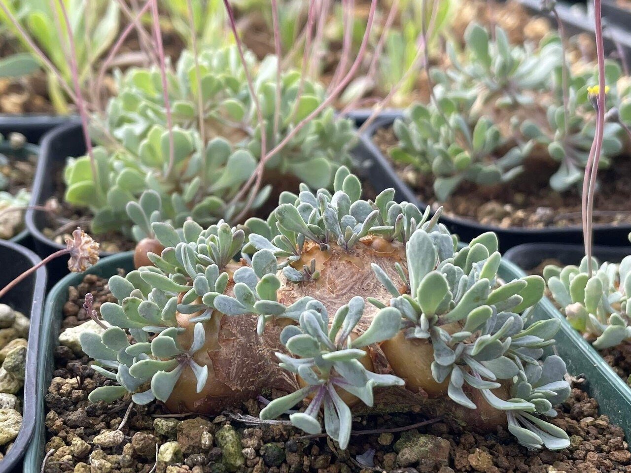 私が愛するヘンテコな植物たち|ミウラタカオ|植物画&園芸家 私が愛するヘンテコな植物たち|ミウラタカオ|植物画&園芸家