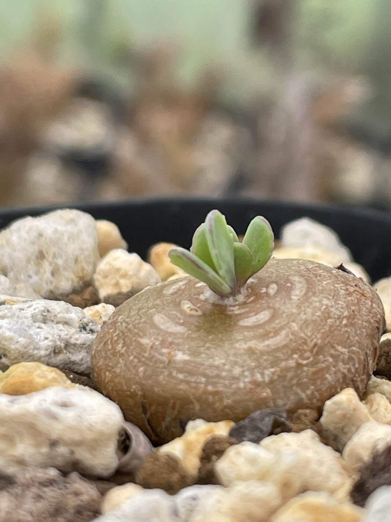 私が愛するヘンテコな植物たち|ミウラタカオ|植物画&園芸家 私が愛するヘンテコな植物たち|ミウラタカオ|植物画&園芸家