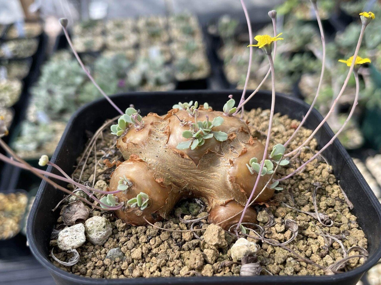 私が愛するヘンテコな植物たち|ミウラタカオ|植物画&園芸家 私が愛するヘンテコな植物たち|ミウラタカオ|植物画&園芸家