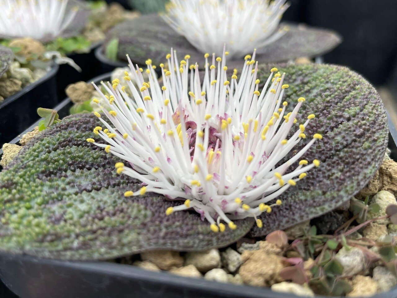 私が愛するヘンテコな植物たち|ミウラタカオ|植物画&園芸家 私が愛するヘンテコな植物たち|ミウラタカオ|植物画&園芸家