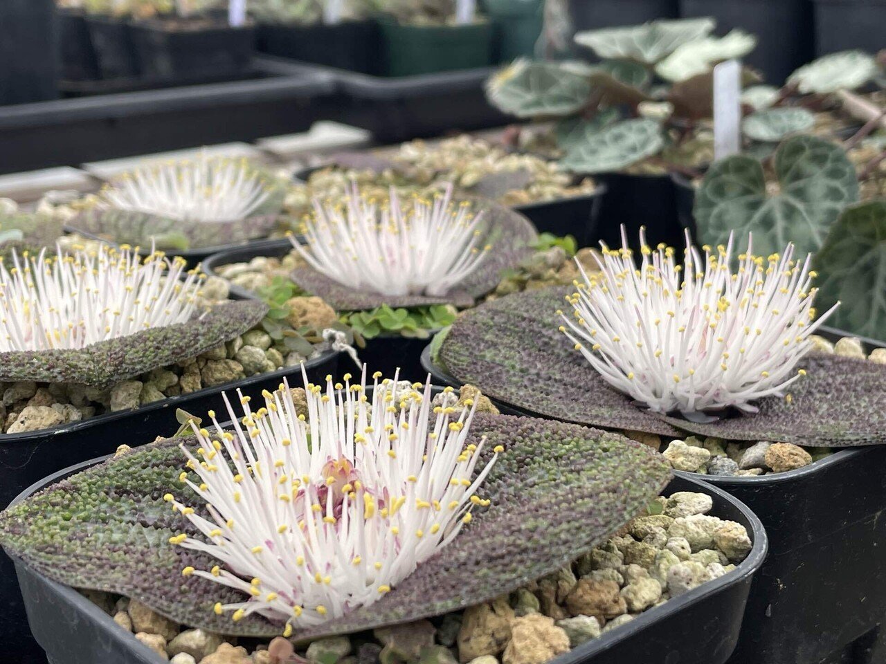 私が愛するヘンテコな植物たち|ミウラタカオ|植物画&園芸家 私が愛するヘンテコな植物たち|ミウラタカオ|植物画&園芸家
