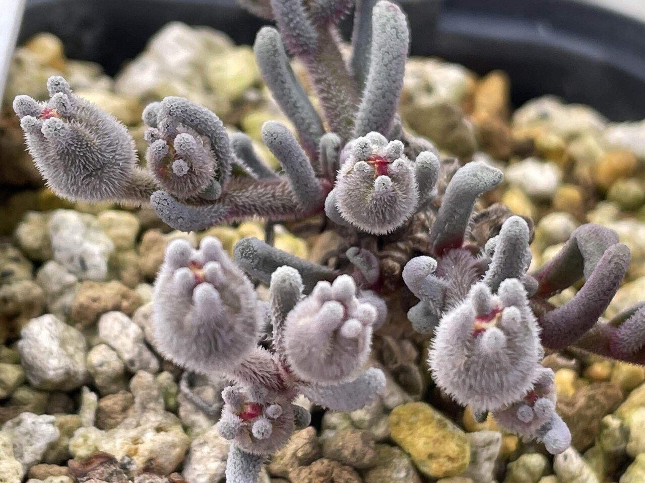 私が愛するヘンテコな植物たち|ミウラタカオ|植物画&園芸家 私が愛するヘンテコな植物たち|ミウラタカオ|植物画&園芸家
