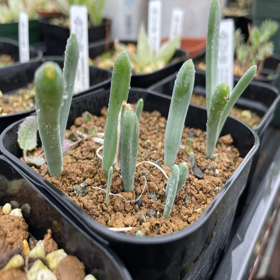私が愛するヘンテコな植物たち｜ミウラタカオ｜植物画＆園芸家