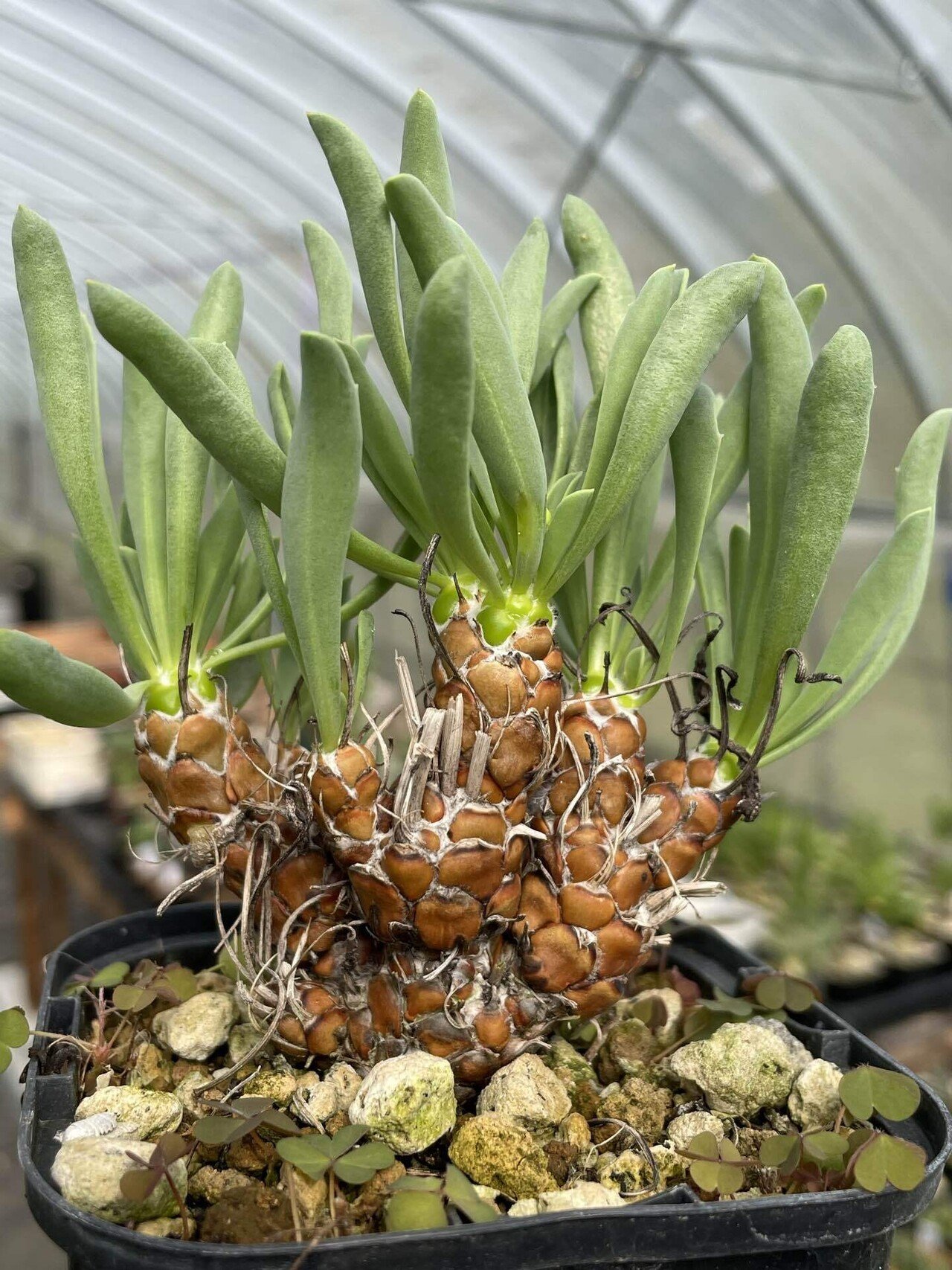 私が愛するヘンテコな植物たち｜ミウラタカオ｜植物画＆園芸家