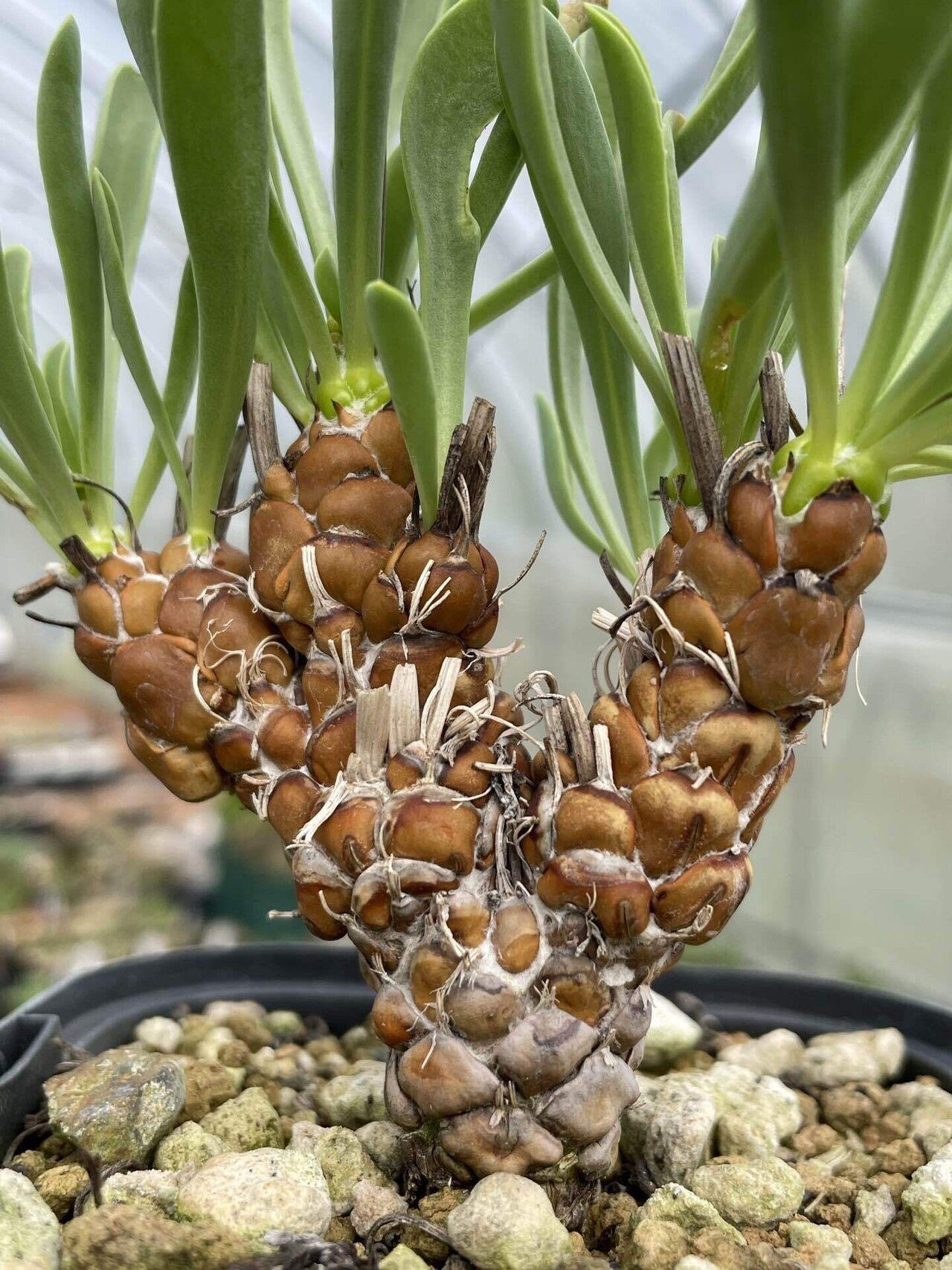 私が愛するヘンテコな植物たち|ミウラタカオ|植物画&園芸家 私が愛するヘンテコな植物たち|ミウラタカオ|植物画&園芸家