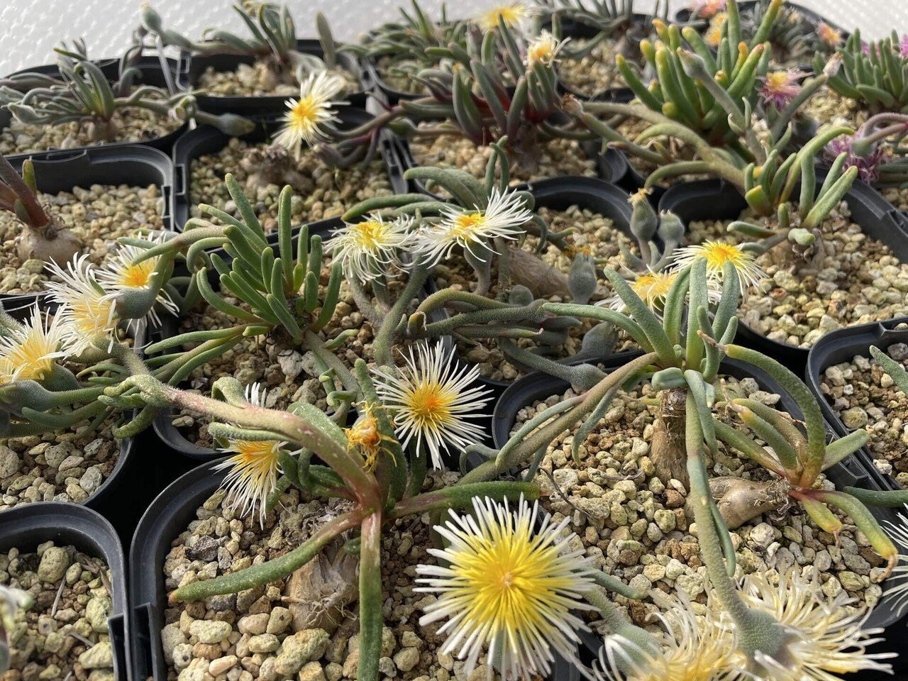 私が愛するヘンテコな植物たち｜ミウラタカオ｜植物画＆園芸家