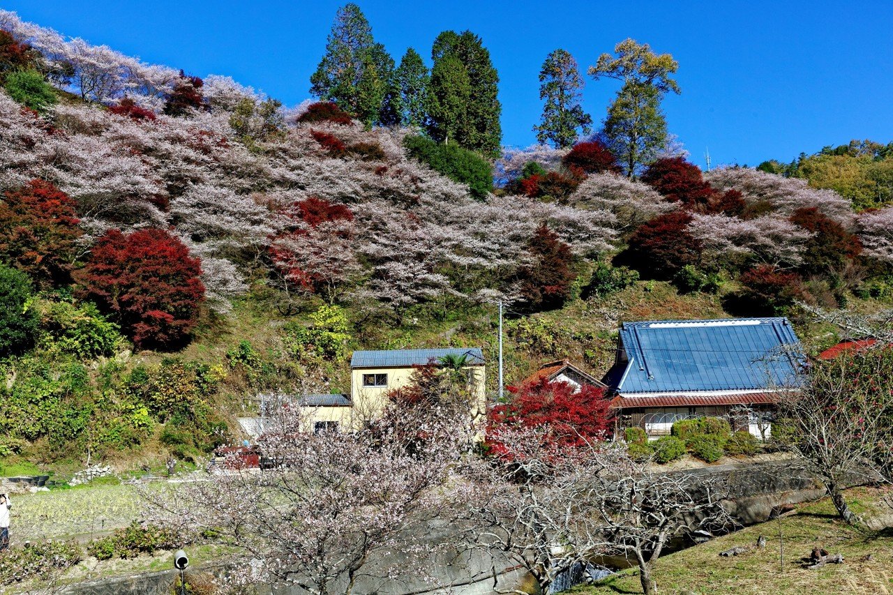 大決算セール 桜と紅葉の写真集 Podzamcze Dobczyce Pl