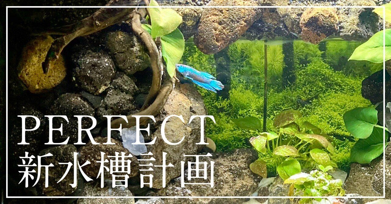 PERFECT新水槽計画｜なぎさん